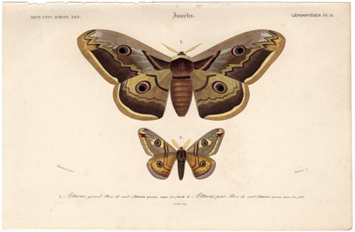 emperor moth